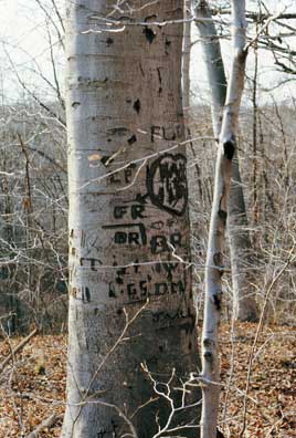 Lovers’ Beach; Millburn, 1986.